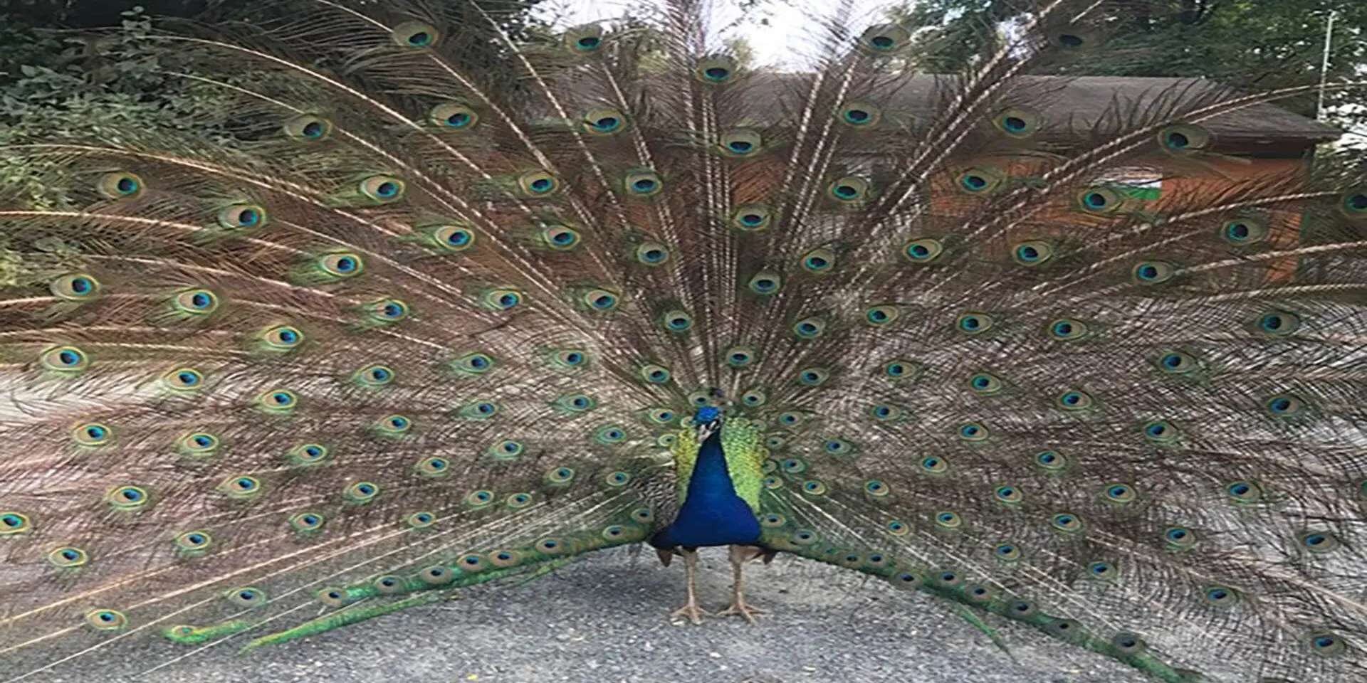 Peacock with tail feathers fanned out at Plumpton Park Zoo