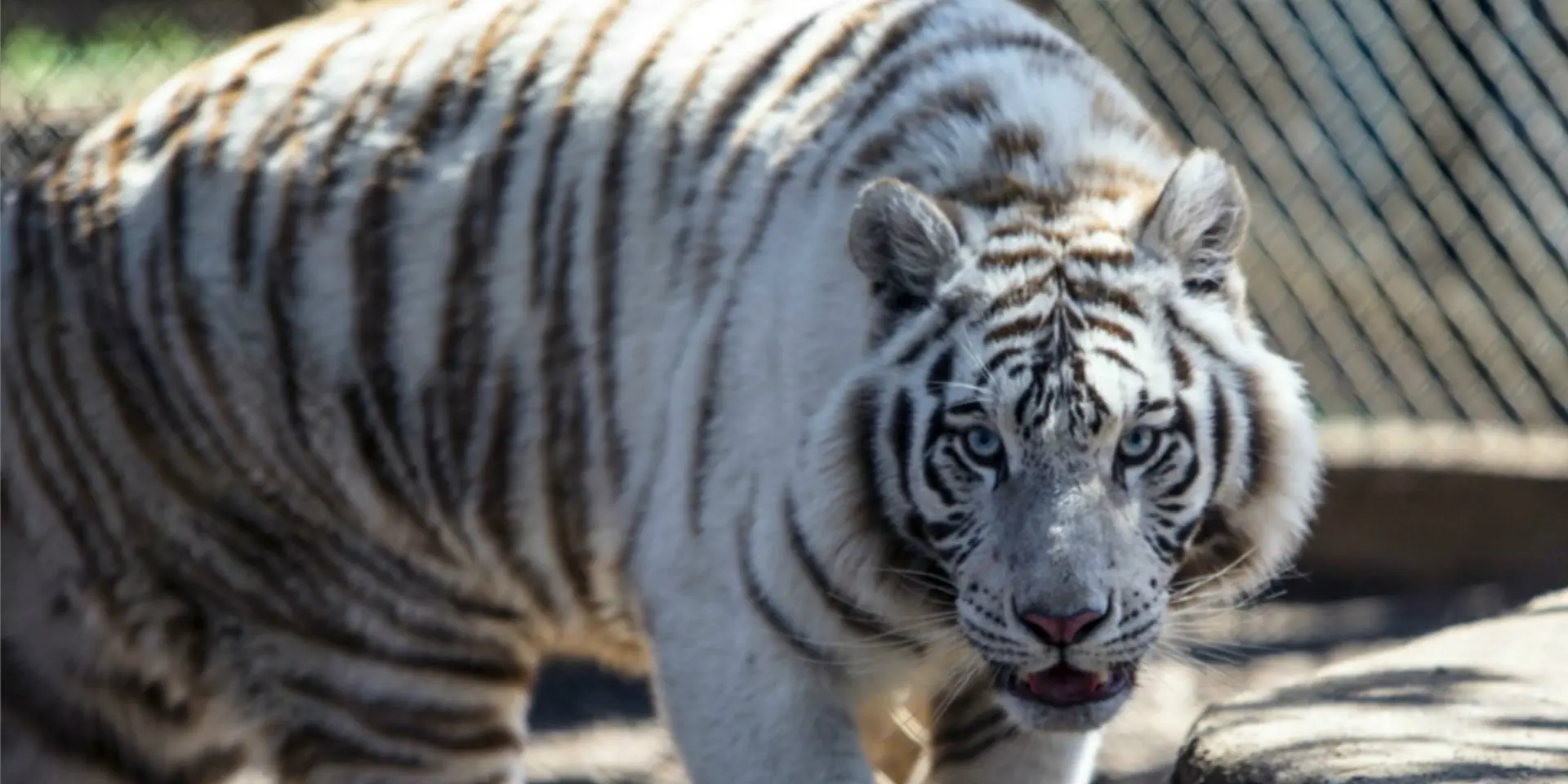 White Bengal tiger at Plumpton Park Zoo
