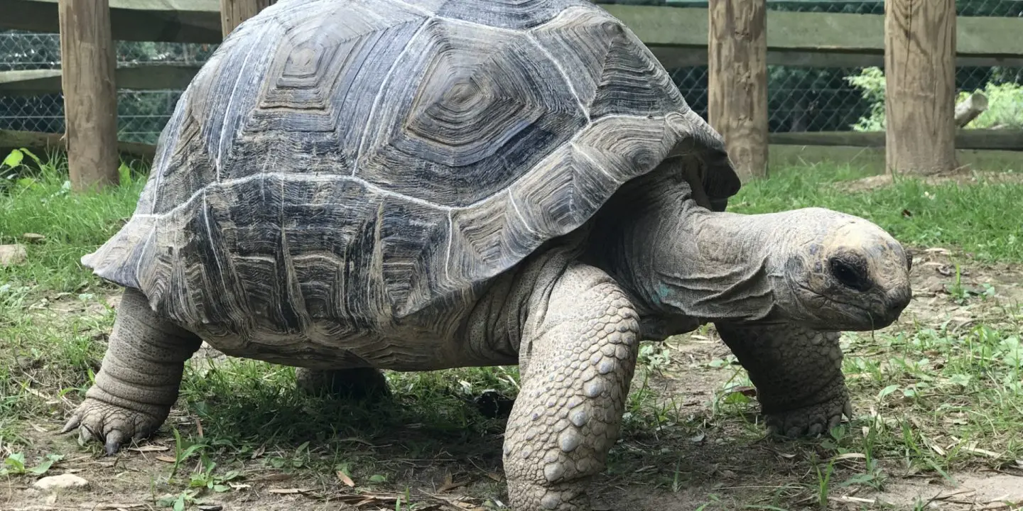 Large tortoise walking on grass at Plumpton Park Zoo