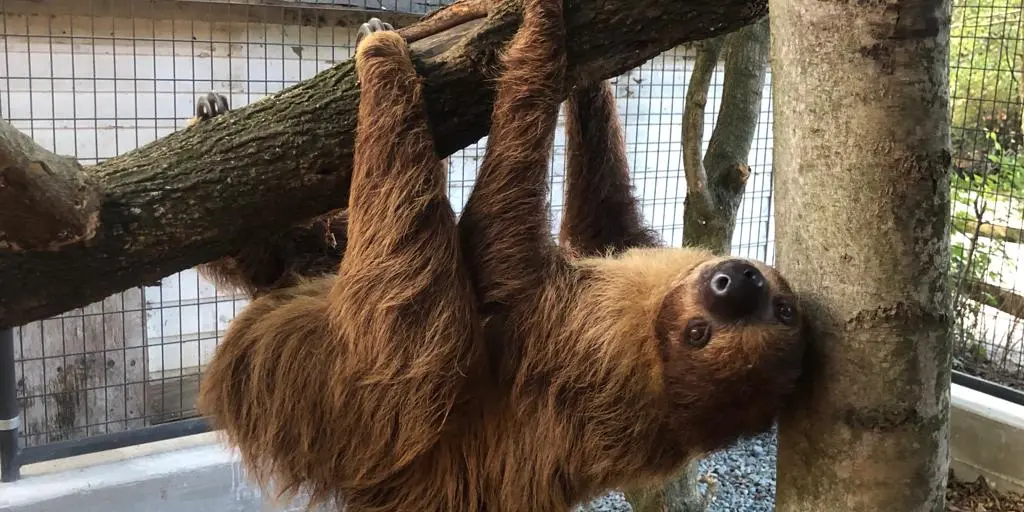 Two-toed sloth hanging from a branch at Plumpton Park Zoo