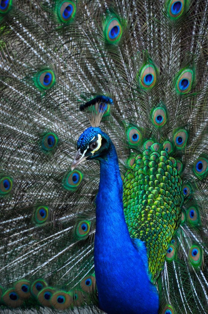 Indian peacock with blue neck, feather crest and eyespotted train