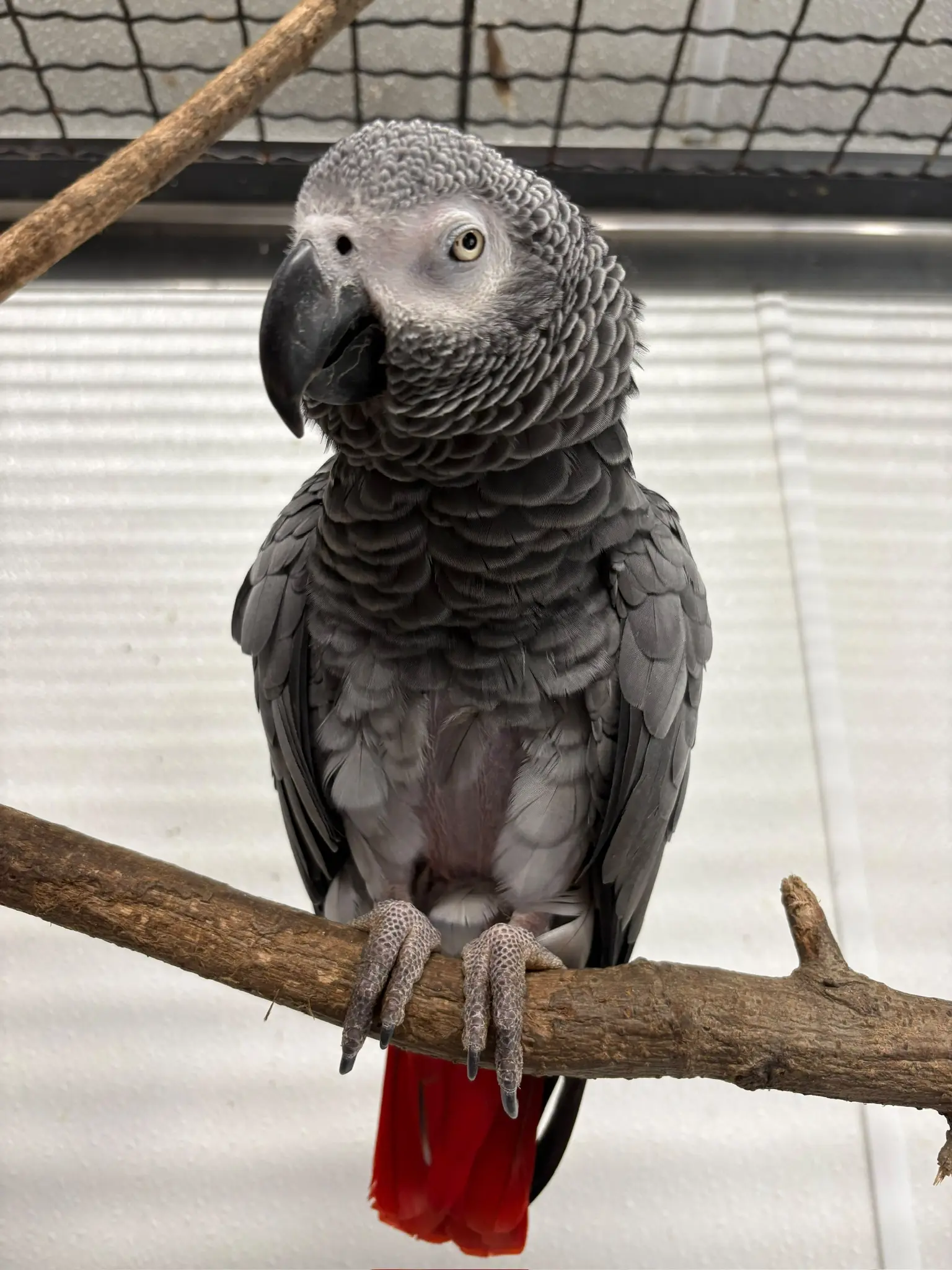 African grey parrot at Plumpton Park Zoo in Rising Sun, Maryland