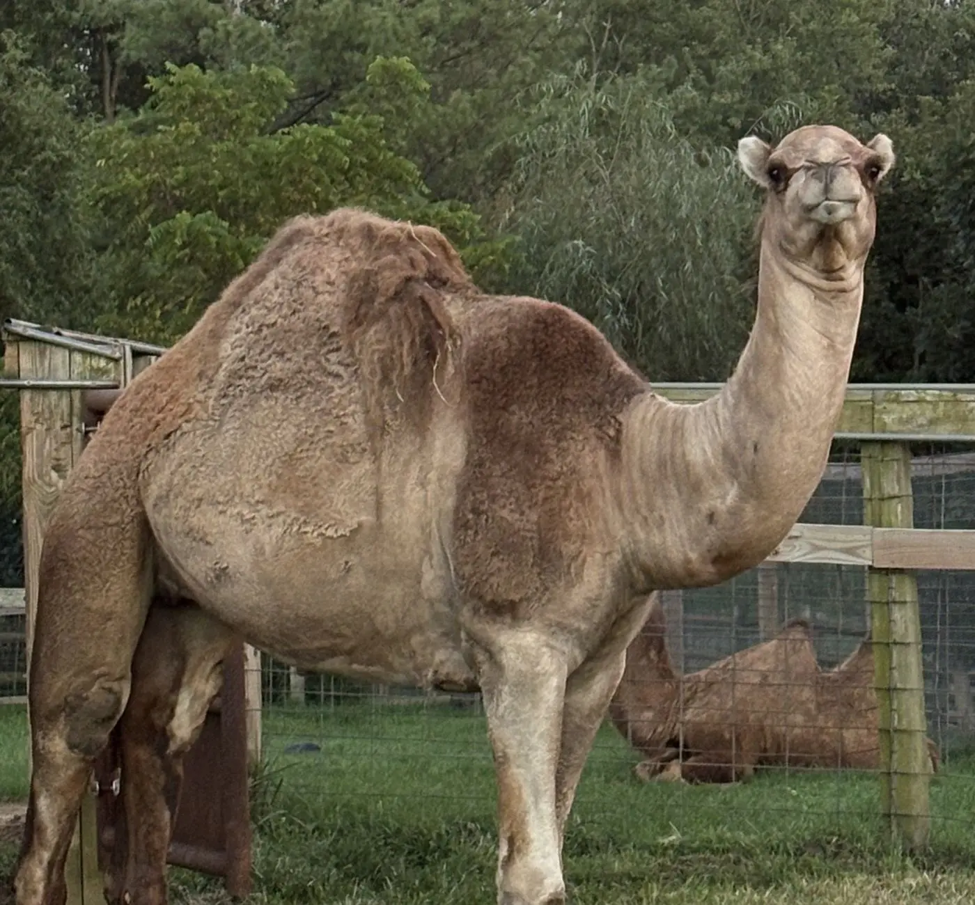A dromedary camel standing in its paddock at Plumpton Park Zoo, looking toward the camera