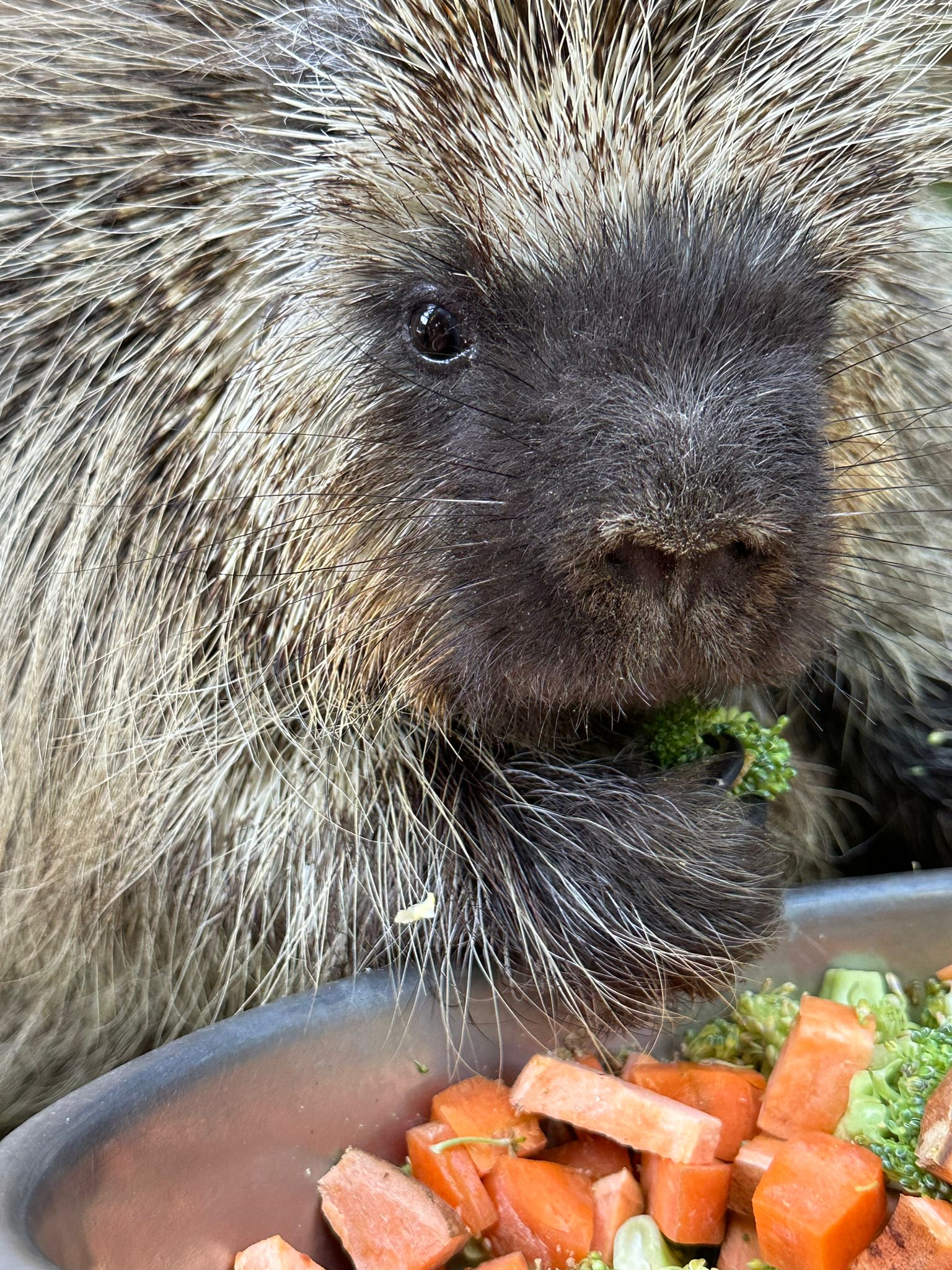 Quillbert, a North American porcupine, eating greens and carrots at Plumpton Park Zoo in Rising Sun, Maryland