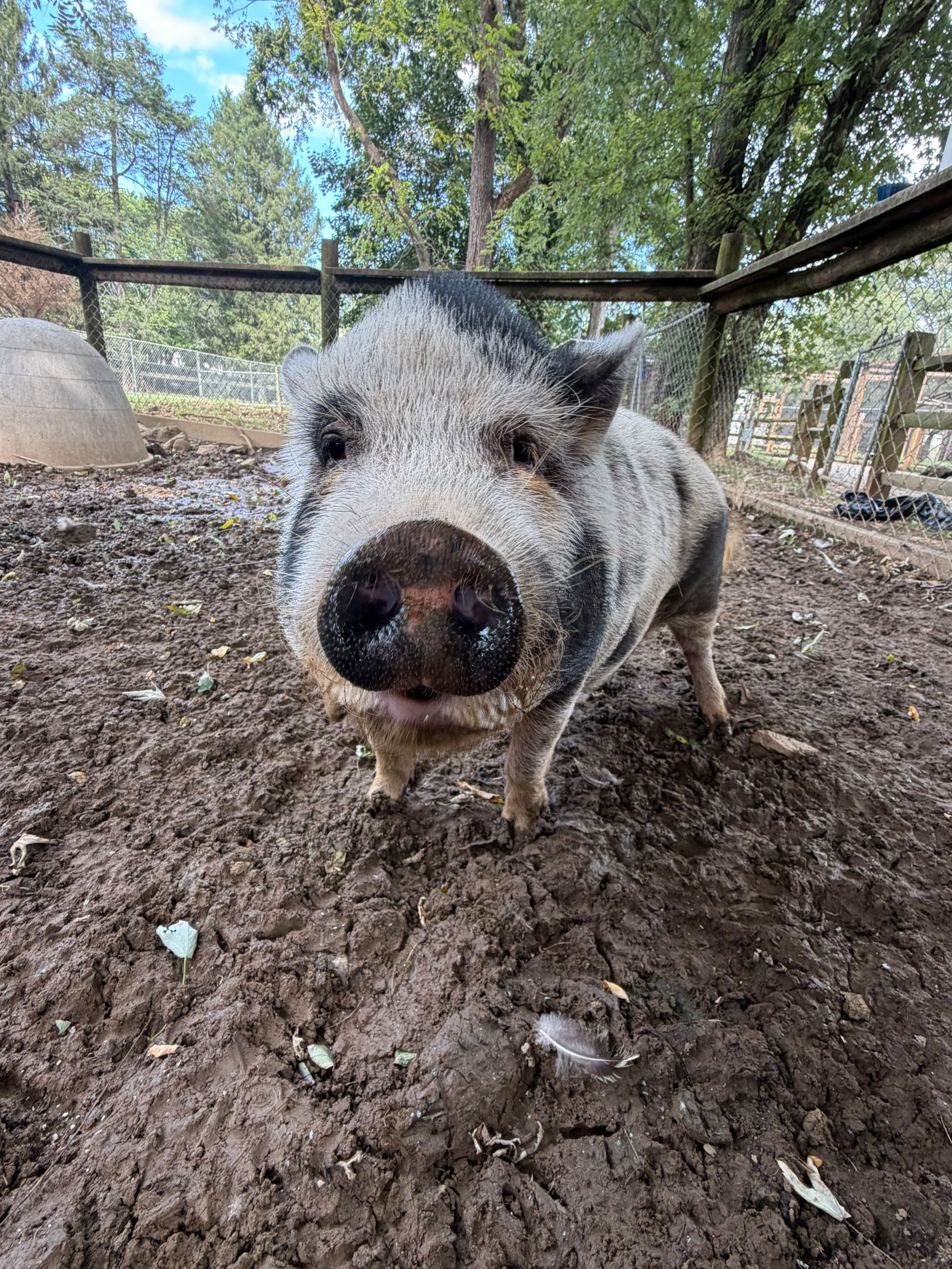 A spotted Juliana pig looking at the camera at Plumpton Park Zoo in Rising Sun, Maryland