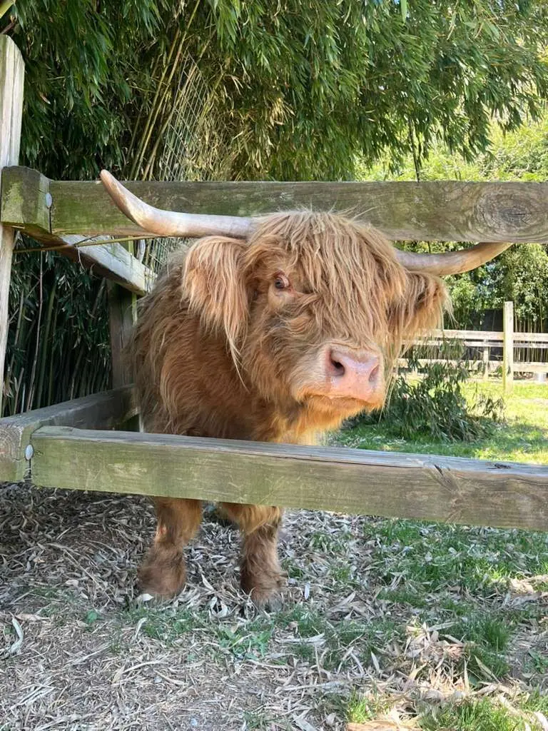 Red Highland cow with long horns and a shaggy forelock at Plumpton Park Zoo