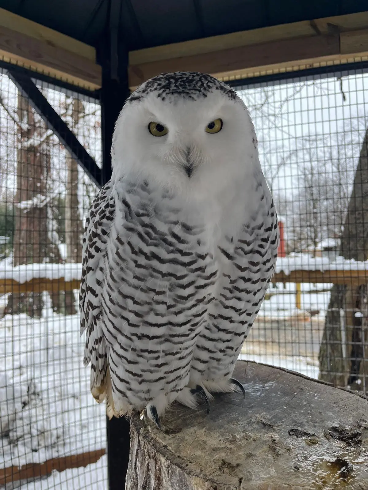 Snowy owl perched at Plumpton Park Zoo