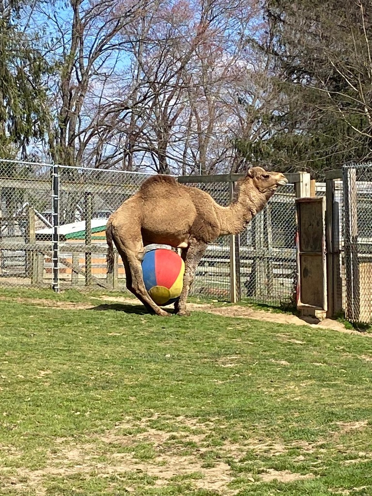 Abu the dromedary camel playing with a large ball at Plumpton Park Zoo