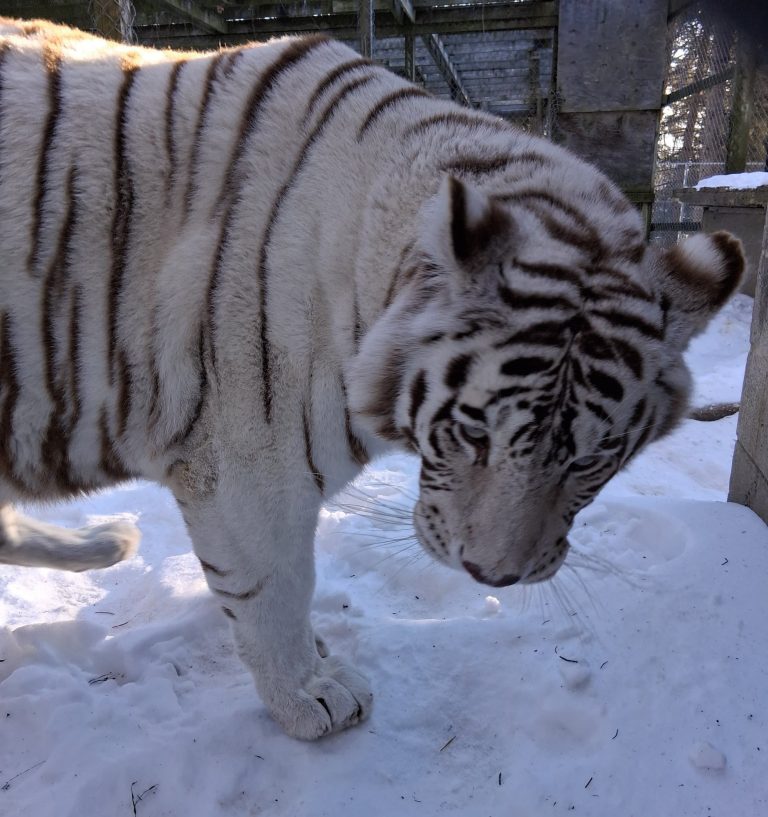 Alexis, the zoo’s white tiger, walking through the snow at Plumpton Park Zoo