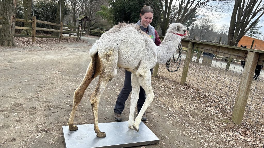 Chloe as a young dromedary camel calf stepping onto a scale for a weigh-in with a keeper at Plumpton Park Zoo