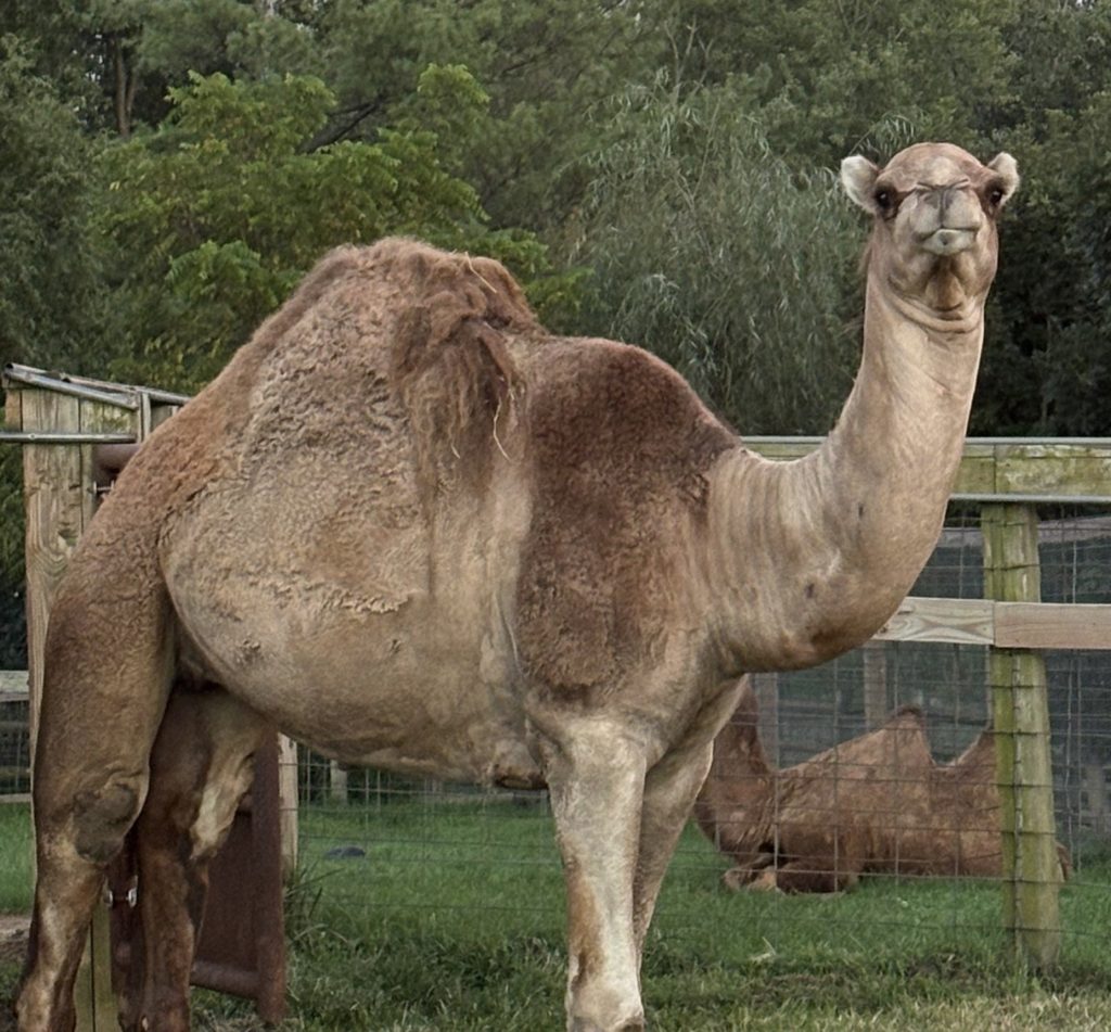 Chloe the dromedary camel standing in her yard with Lilly the Bactrian camel resting behind her at Plumpton Park Zoo