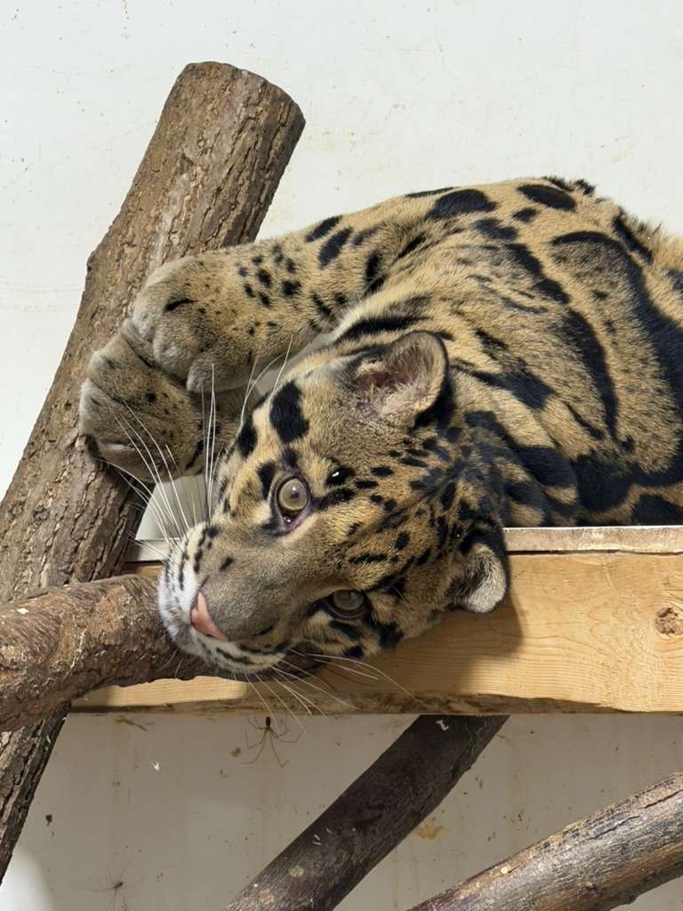 Close view of a clouded leopard's cloud-shaped markings as it rests on a branch at Plumpton Park Zoo