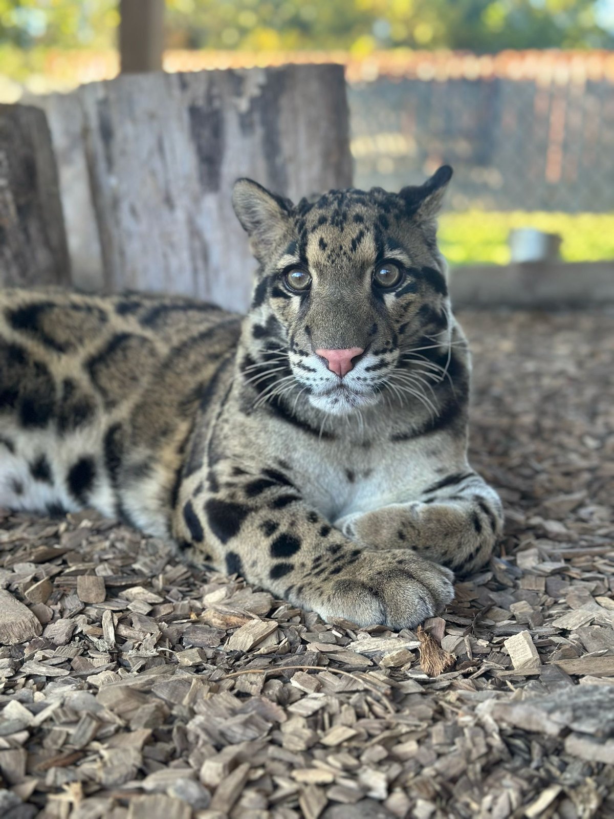 A clouded leopard resting on wood chips and looking at the camera at Plumpton Park Zoo