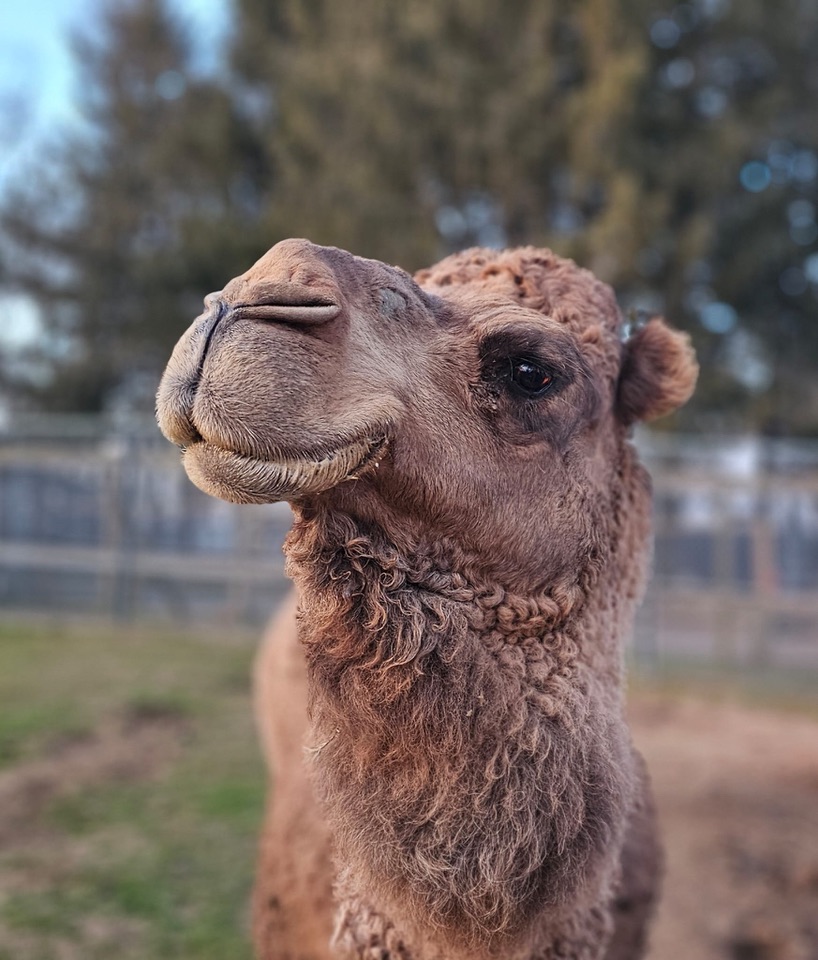 Close-up portrait of a dromedary camel at Plumpton Park Zoo
