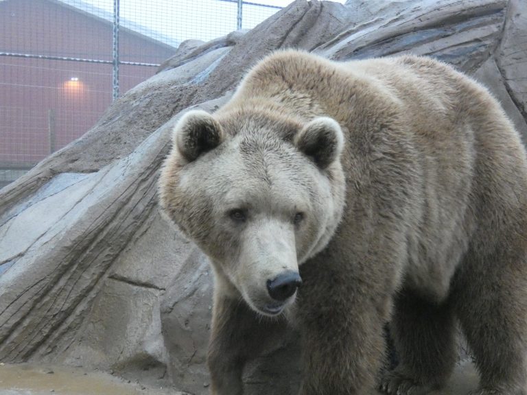A European brown bear in front of the rock den at Plumpton Park Zoo