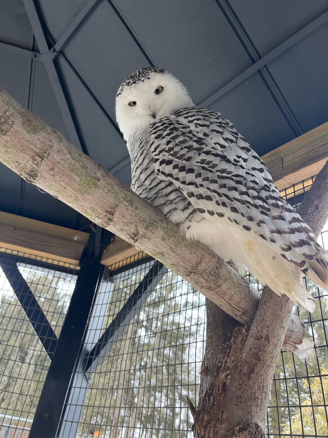 Hedwig perched beneath the roof of her habitat at Plumpton Park Zoo