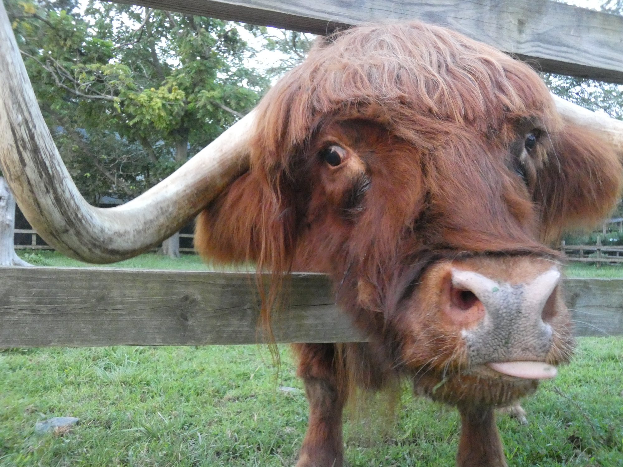 Highland cow looking over a wooden fence rail at Plumpton Park Zoo