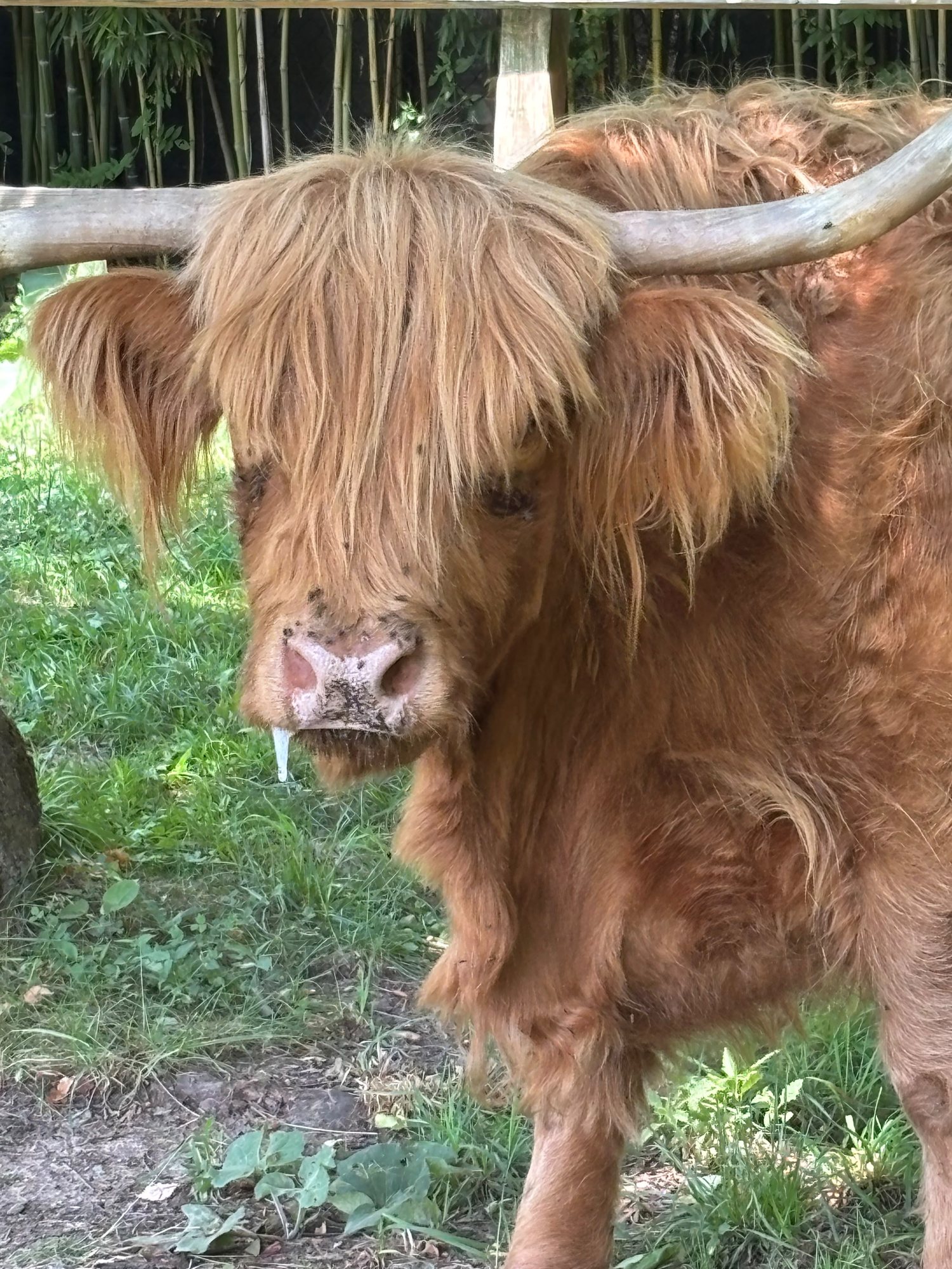 Close-up of a Highland cow with a long forelock hanging over its eyes at Plumpton Park Zoo