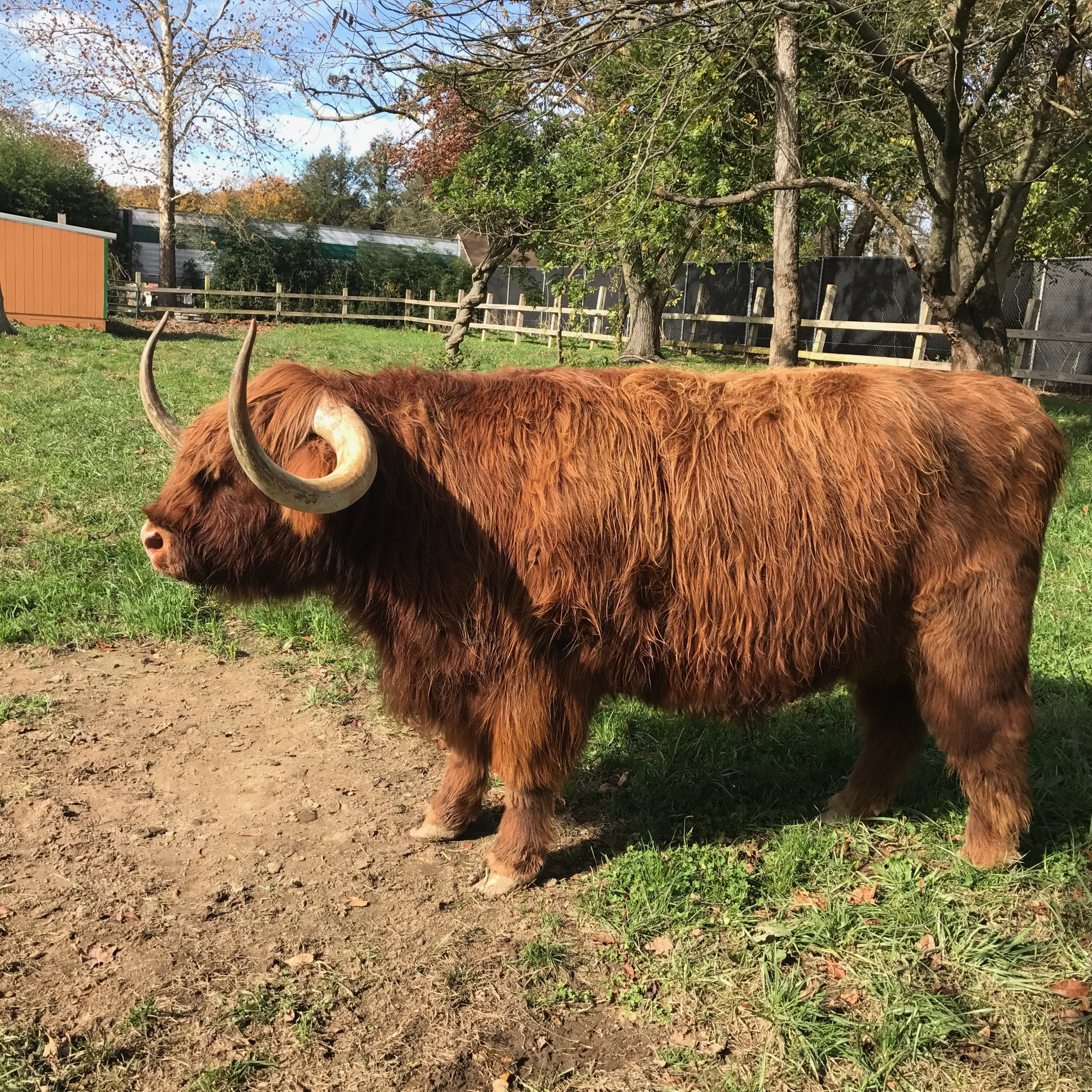 Side view of a shaggy red Highland cow standing in its yard at Plumpton Park Zoo