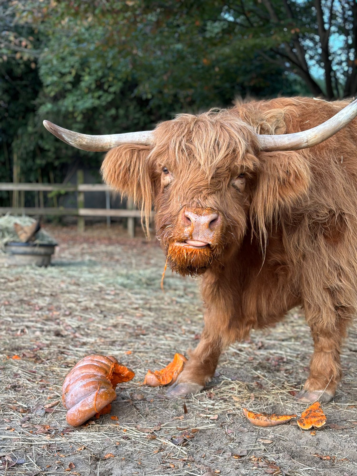 Highland cow standing over a broken pumpkin treat at Plumpton Park Zoo