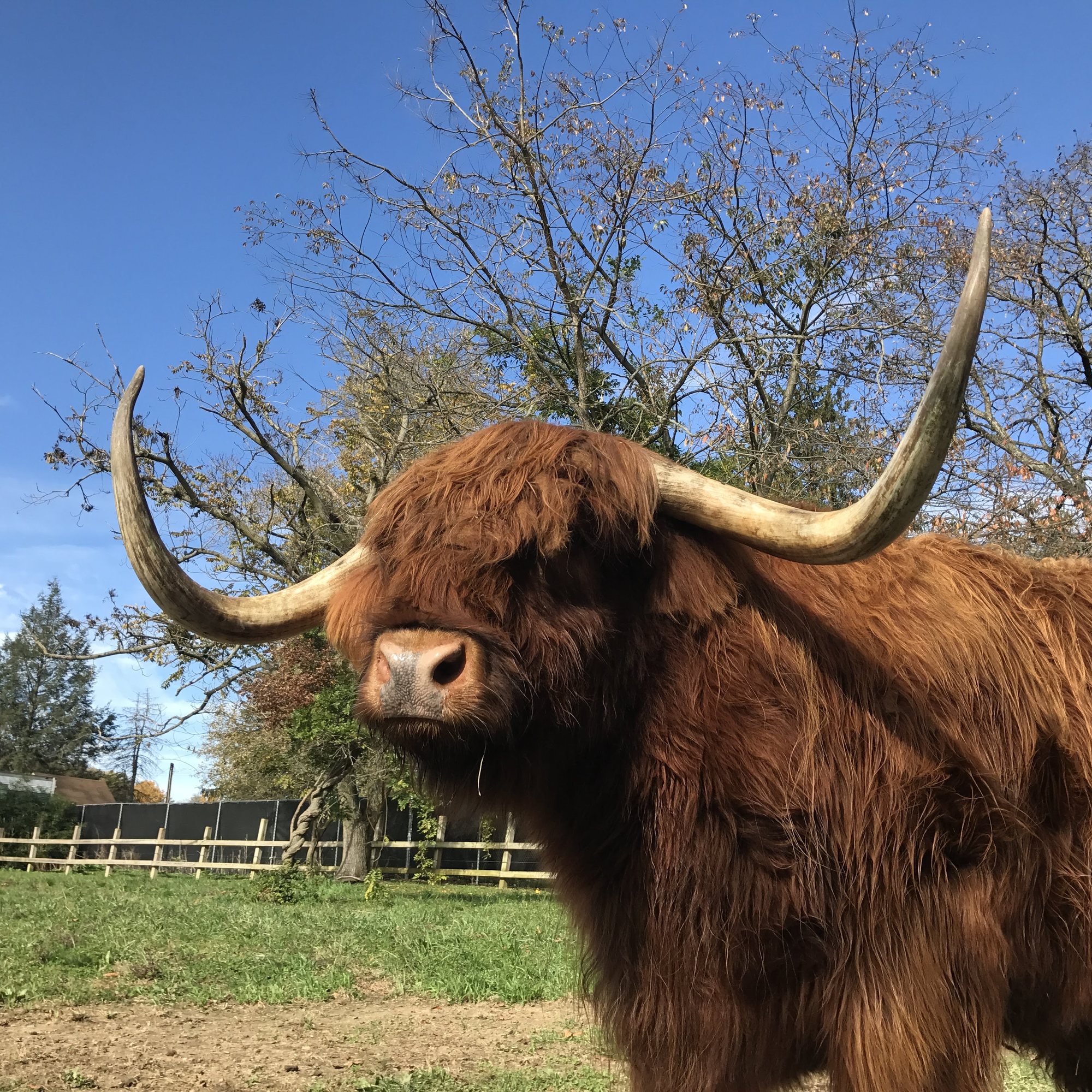Red Highland cow with long upswept horns under a blue sky at Plumpton Park Zoo