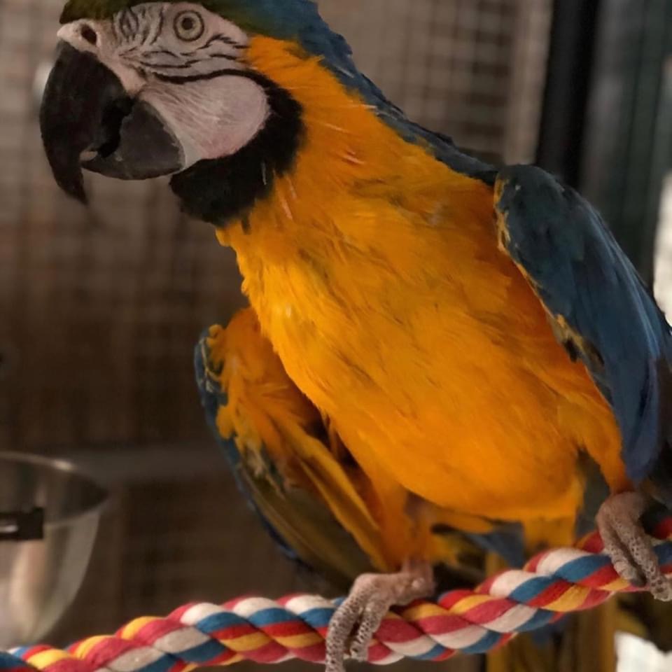 Macaw at Plumpton Park Zoo