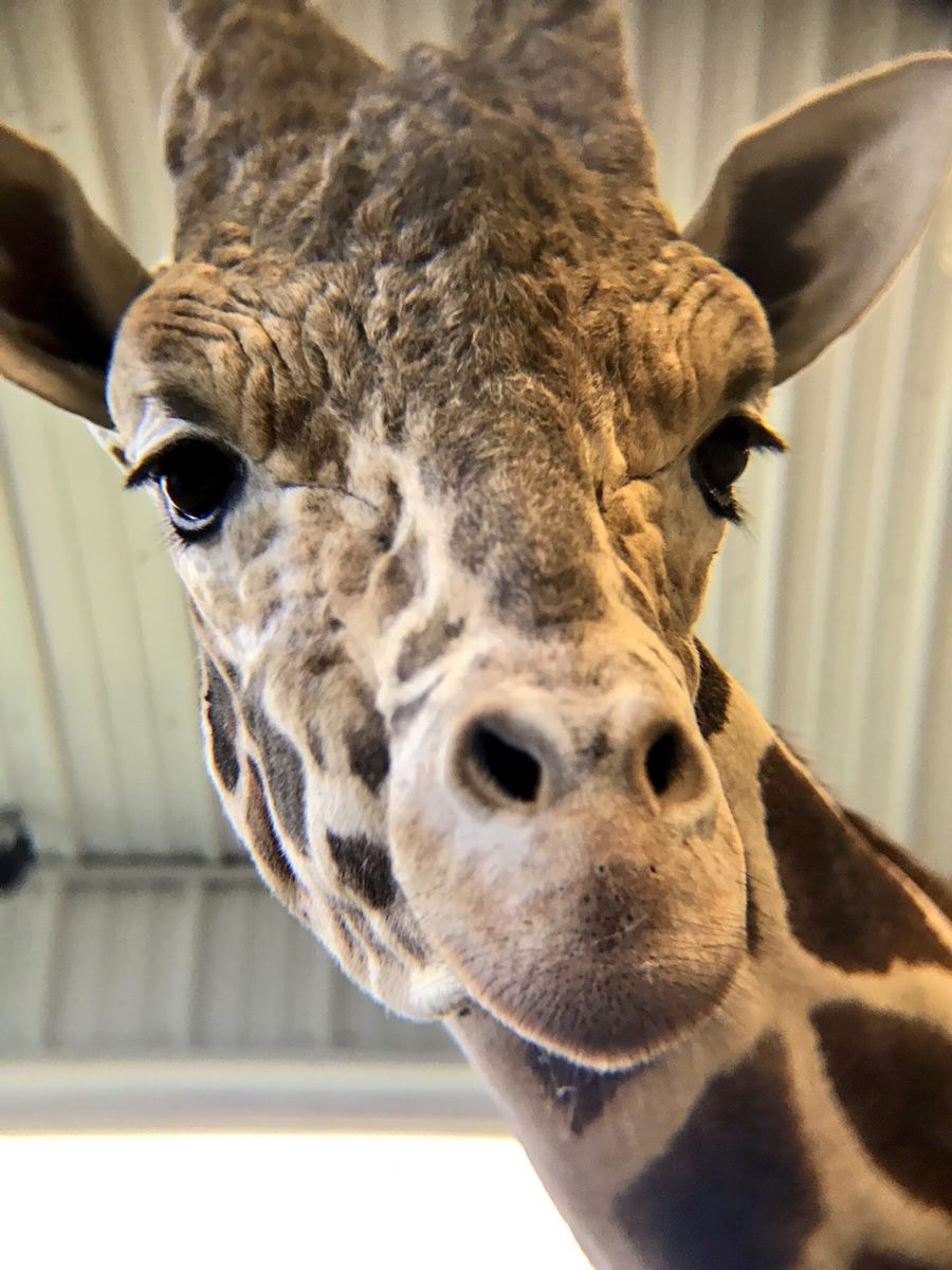 Close-up of Jimmie the giraffe in the barn at Plumpton Park Zoo