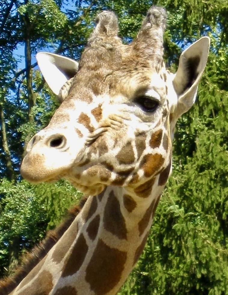 Jimmie the giraffe outdoors at Plumpton Park Zoo
