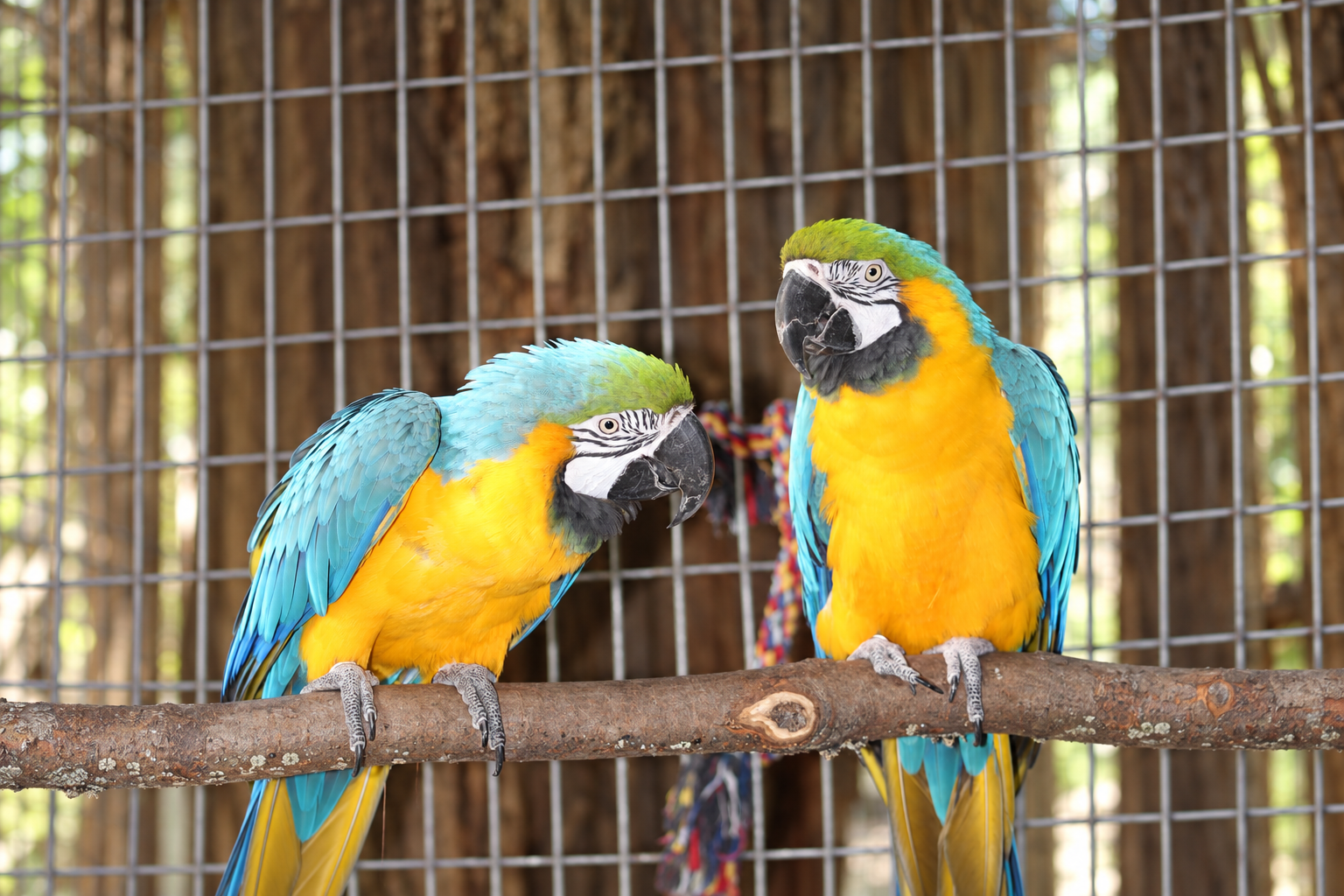 Maggie and Danny, blue-and-gold macaws at Plumpton Park Zoo