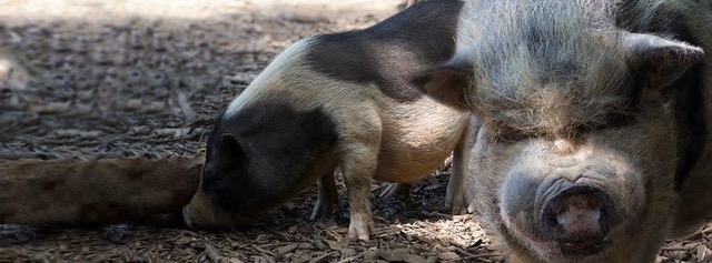 Pot-bellied pigs at Plumpton Park Zoo in Rising Sun, Maryland