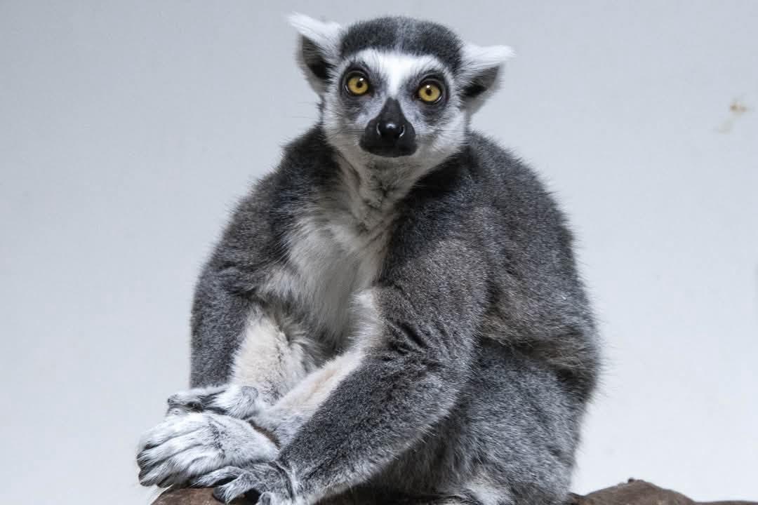 Portrait of a ring-tailed lemur with amber eyes at Plumpton Park Zoo