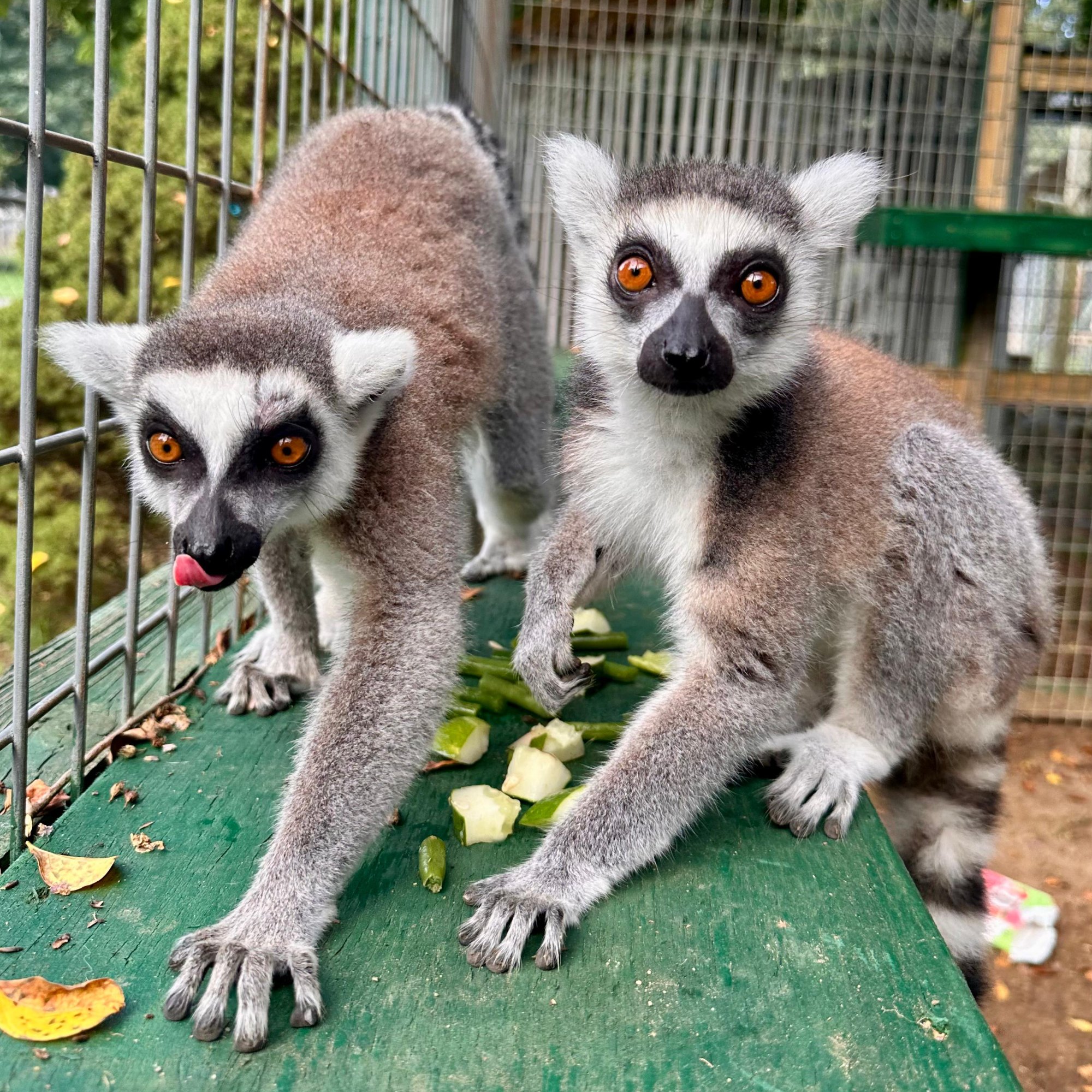 Two ring-tailed lemurs eating chopped produce at Plumpton Park Zoo in Rising Sun, Maryland