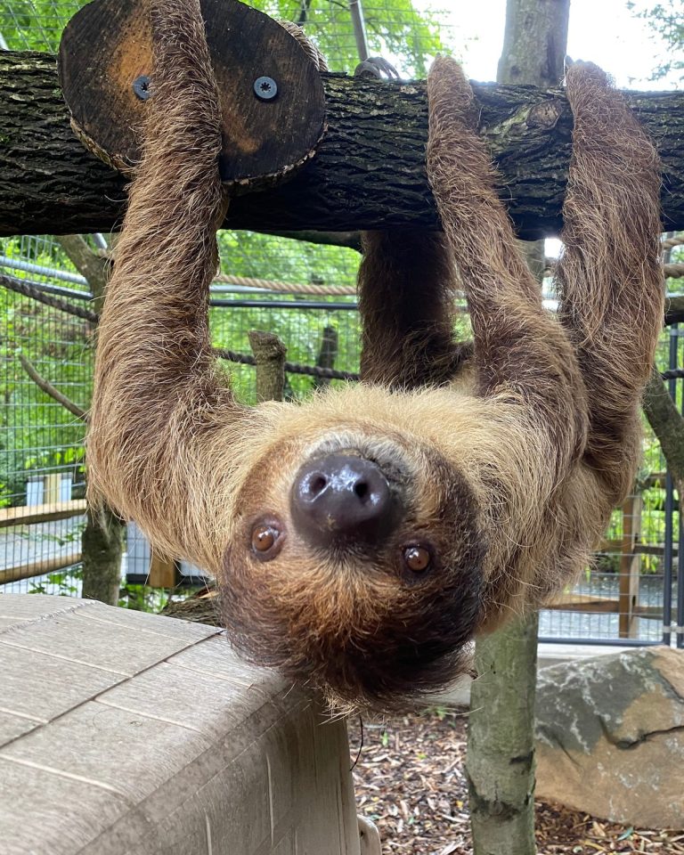 Sid, one of the zoo's two-toed sloths, hanging upside down from a branch at Plumpton Park Zoo