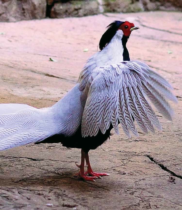 A silver pheasant with silver-white plumage, black crest and red face at Plumpton Park Zoo