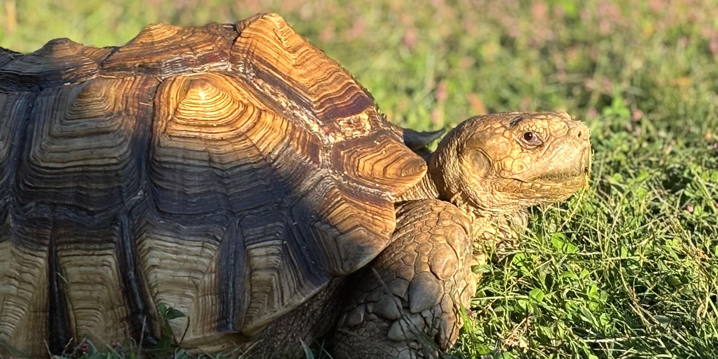 A sulcata tortoise in the grass at Plumpton Park Zoo in Rising Sun, Maryland