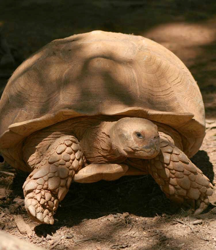 A sulcata tortoise walking on dirt at Plumpton Park Zoo in Rising Sun, Maryland