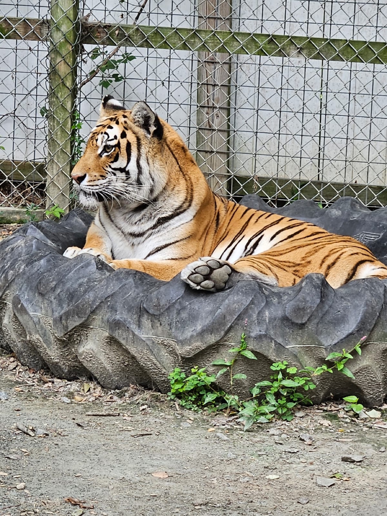 Orange tiger lounging on a large tire bed at Plumpton Park Zoo