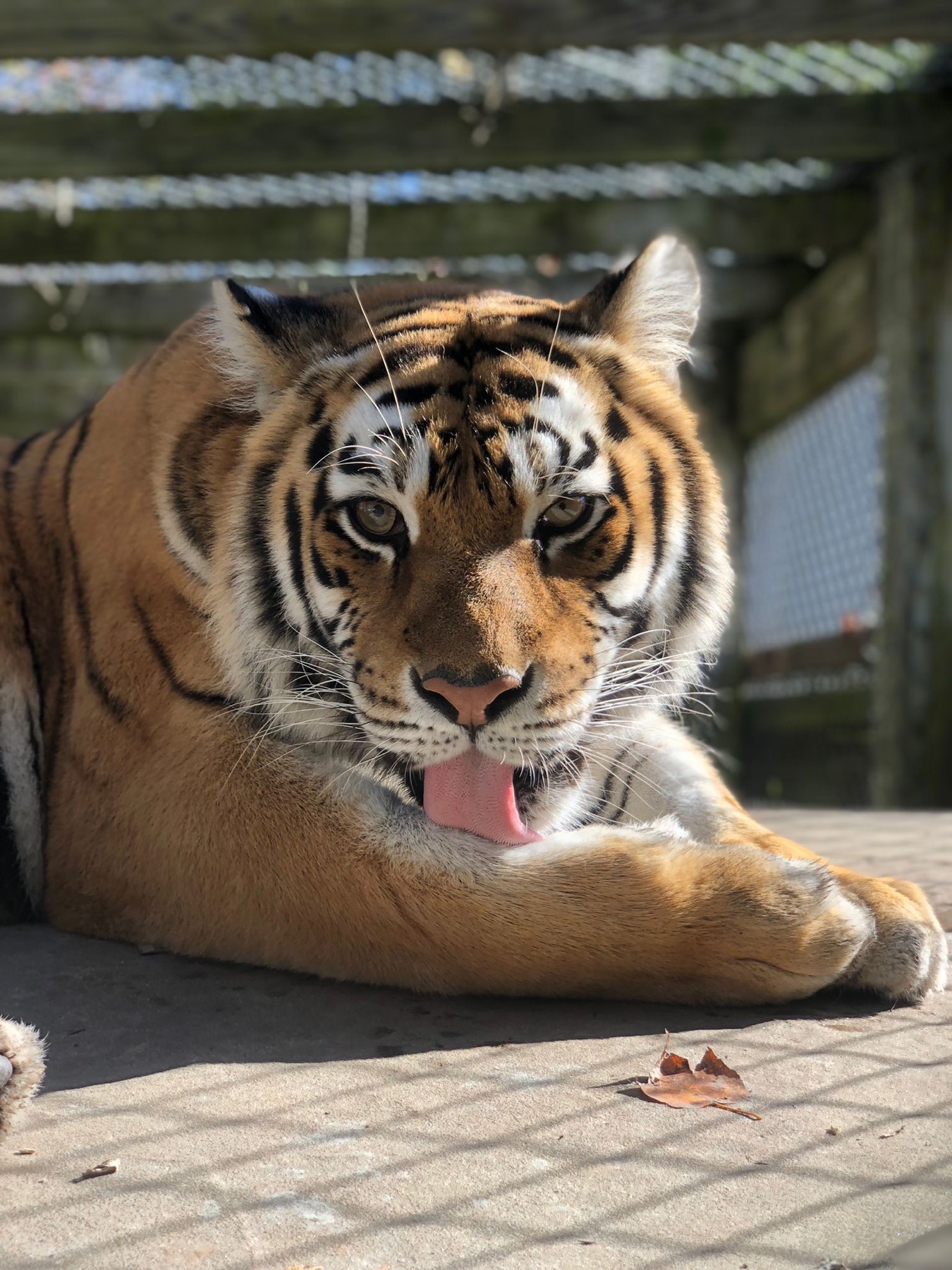 Orange tiger resting with its tongue out at Plumpton Park Zoo