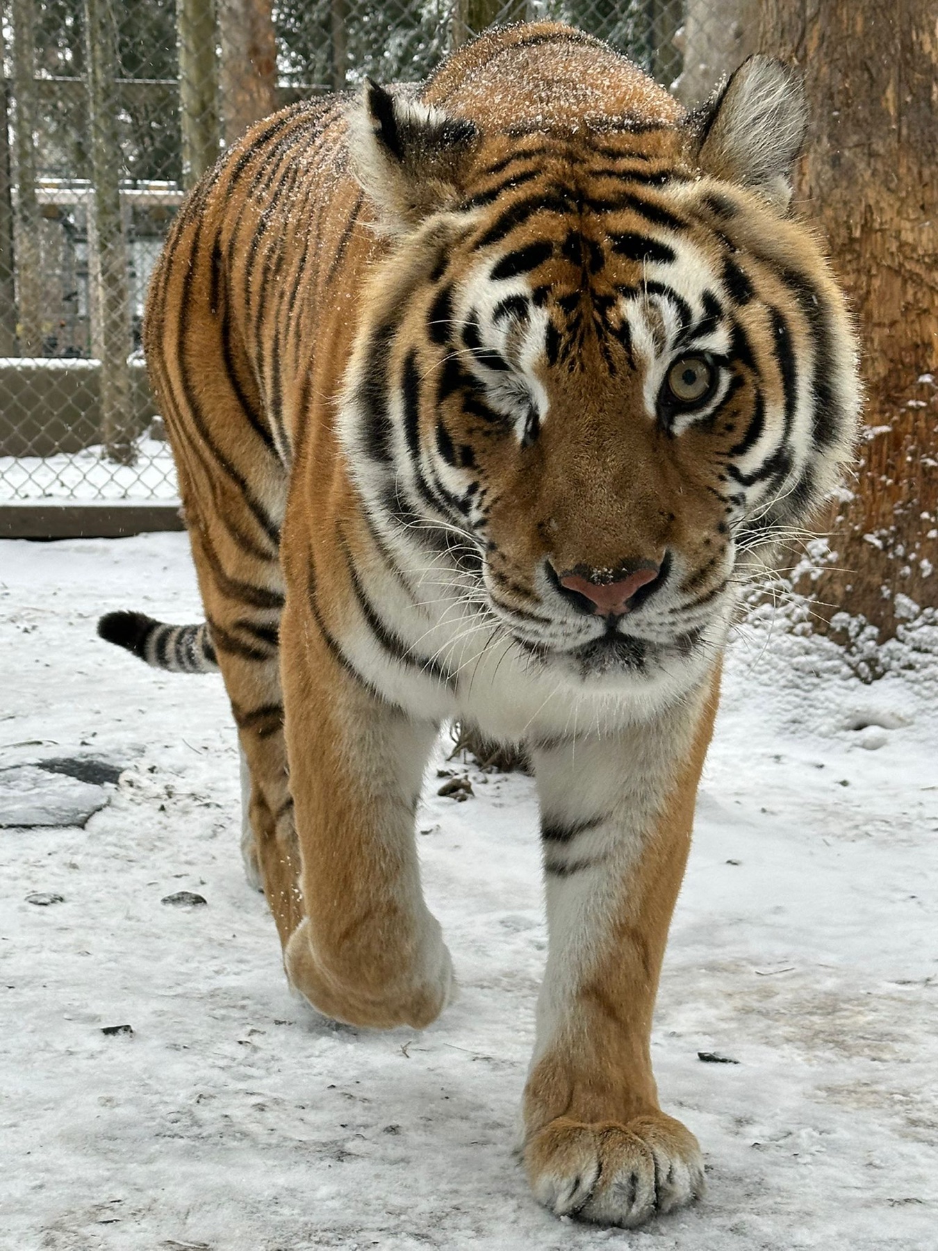Orange tiger walking toward the camera through snow at Plumpton Park Zoo