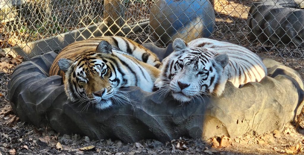 Miracle and Alexis, the two tigers at Plumpton Park Zoo, resting side by side on a tire bed