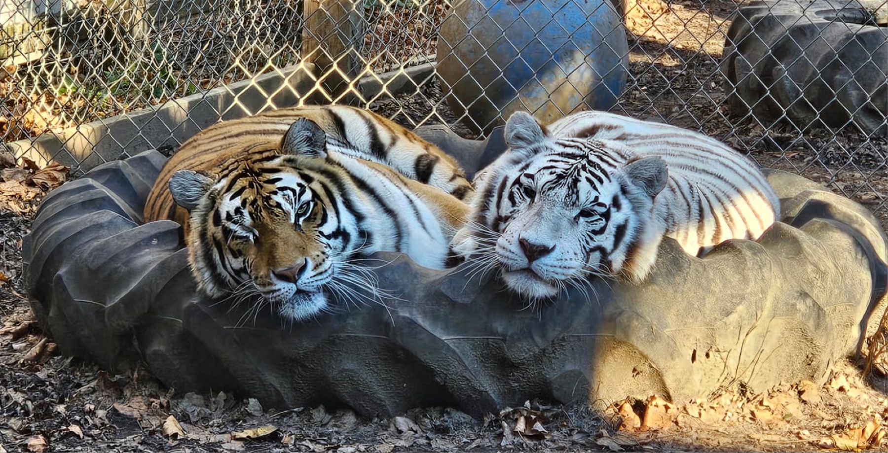 An orange tiger and a white tiger resting side by side on a tire bed at Plumpton Park Zoo