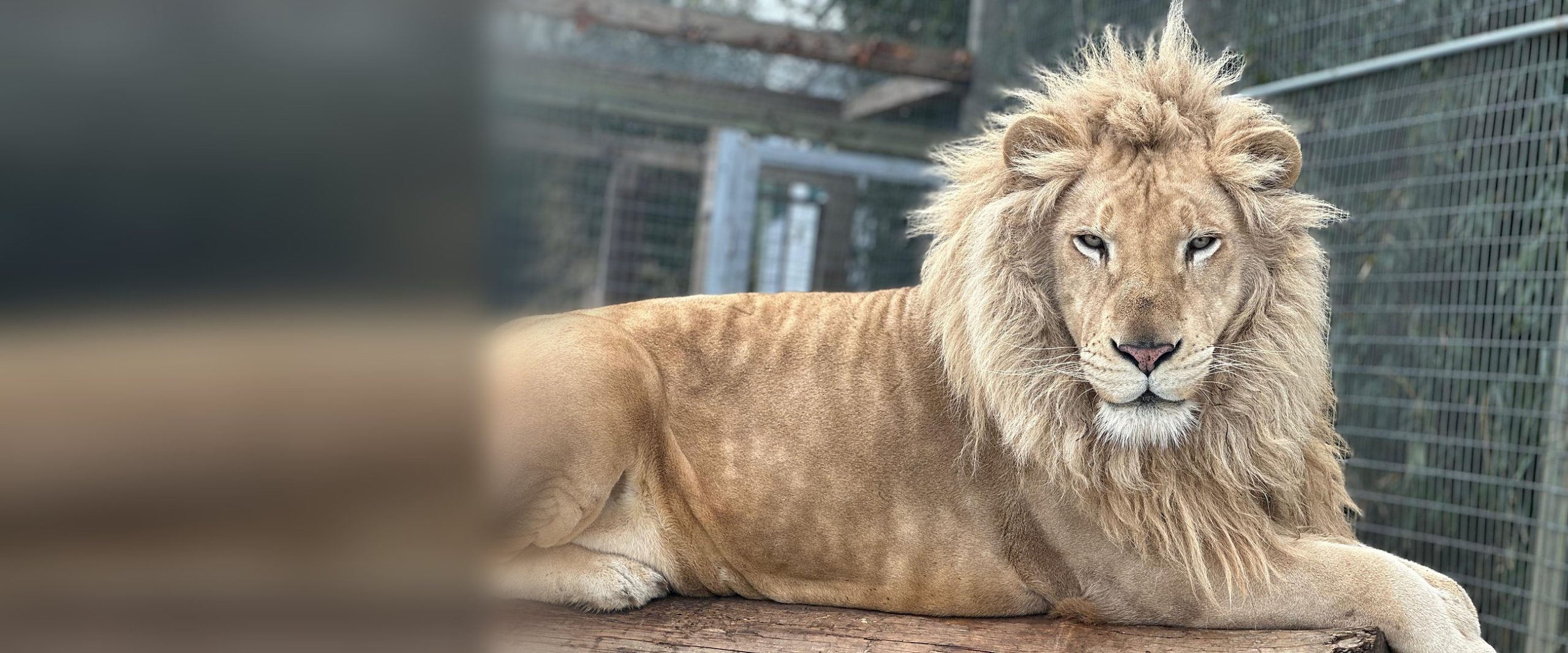 A white lion resting on a log at Plumpton Park Zoo