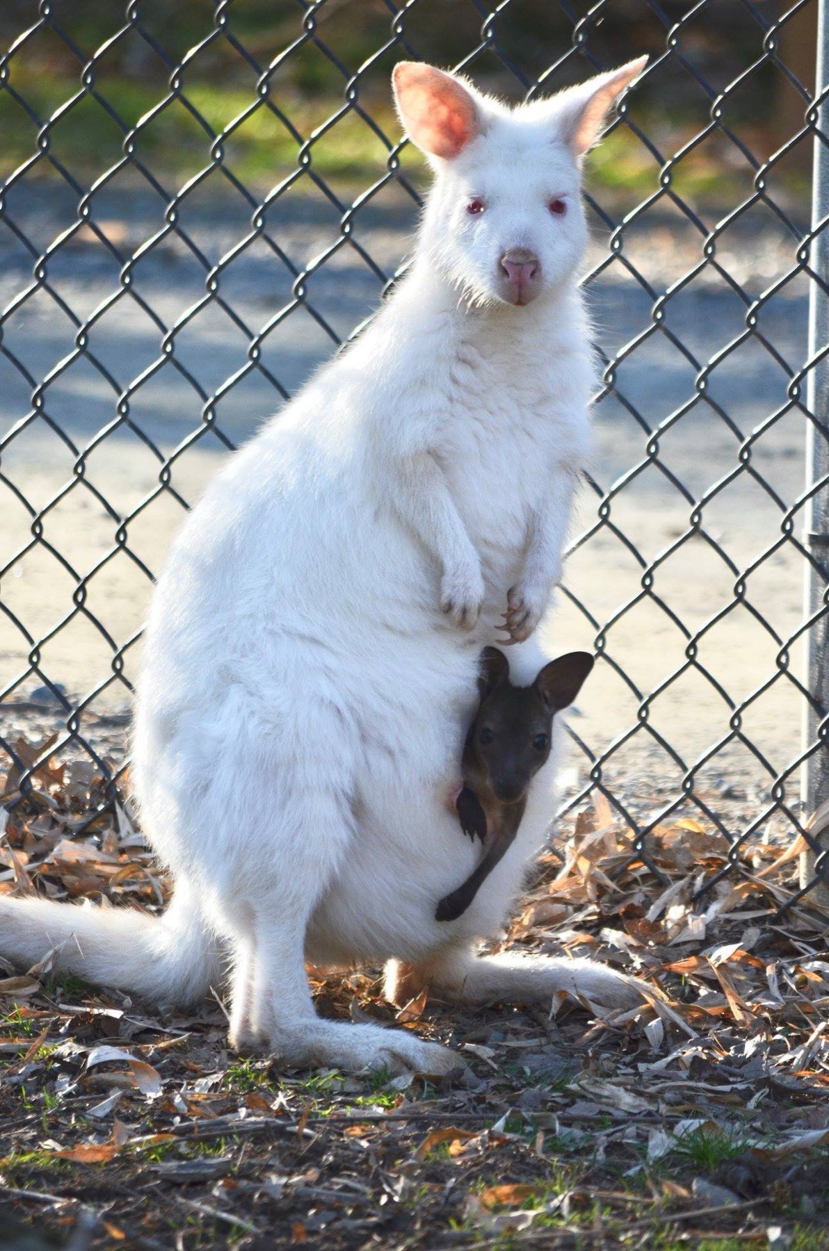 HystericBlue/JUNCTION/MILESTONE/WALLABY等 Red-Necked Wallabies in Maryland | Plumpton Park Zoo