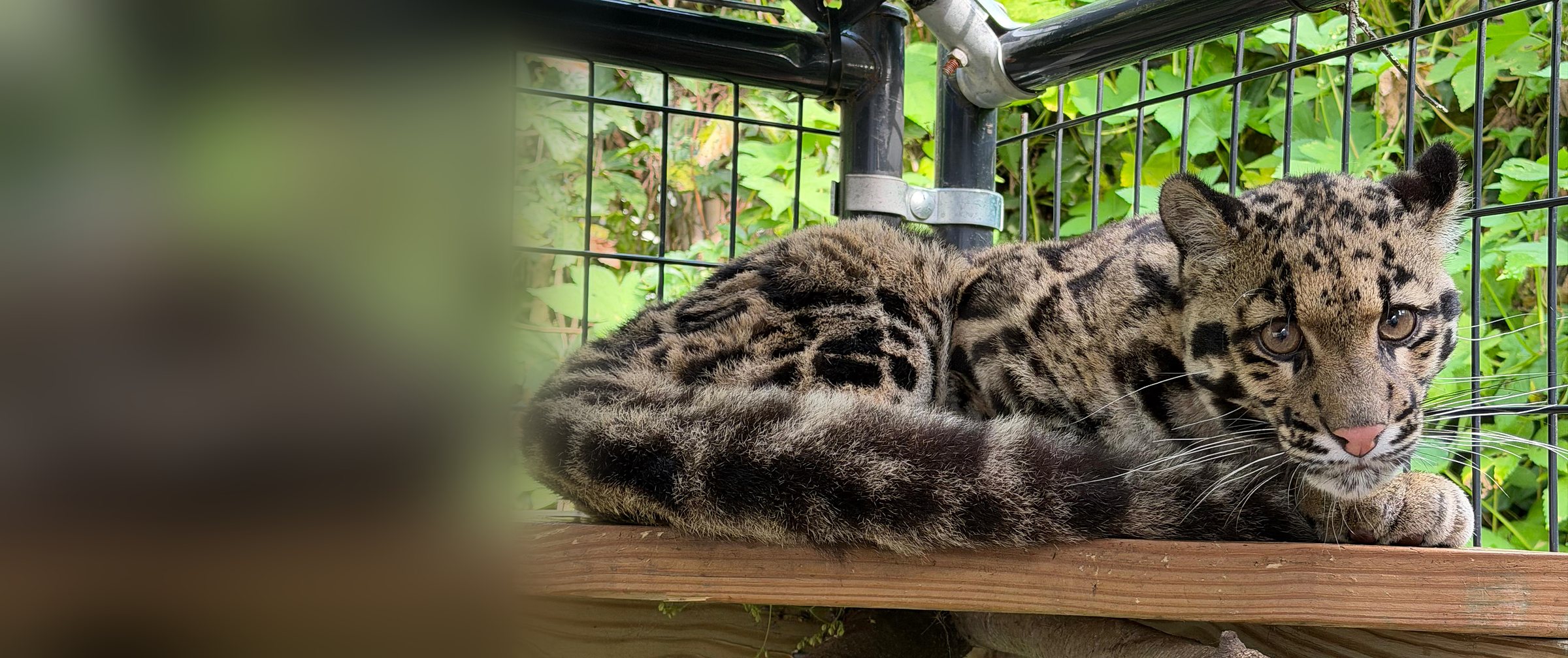 A clouded leopard stretched out on a wooden platform in its exhibit at Plumpton Park Zoo in Rising Sun, Maryland